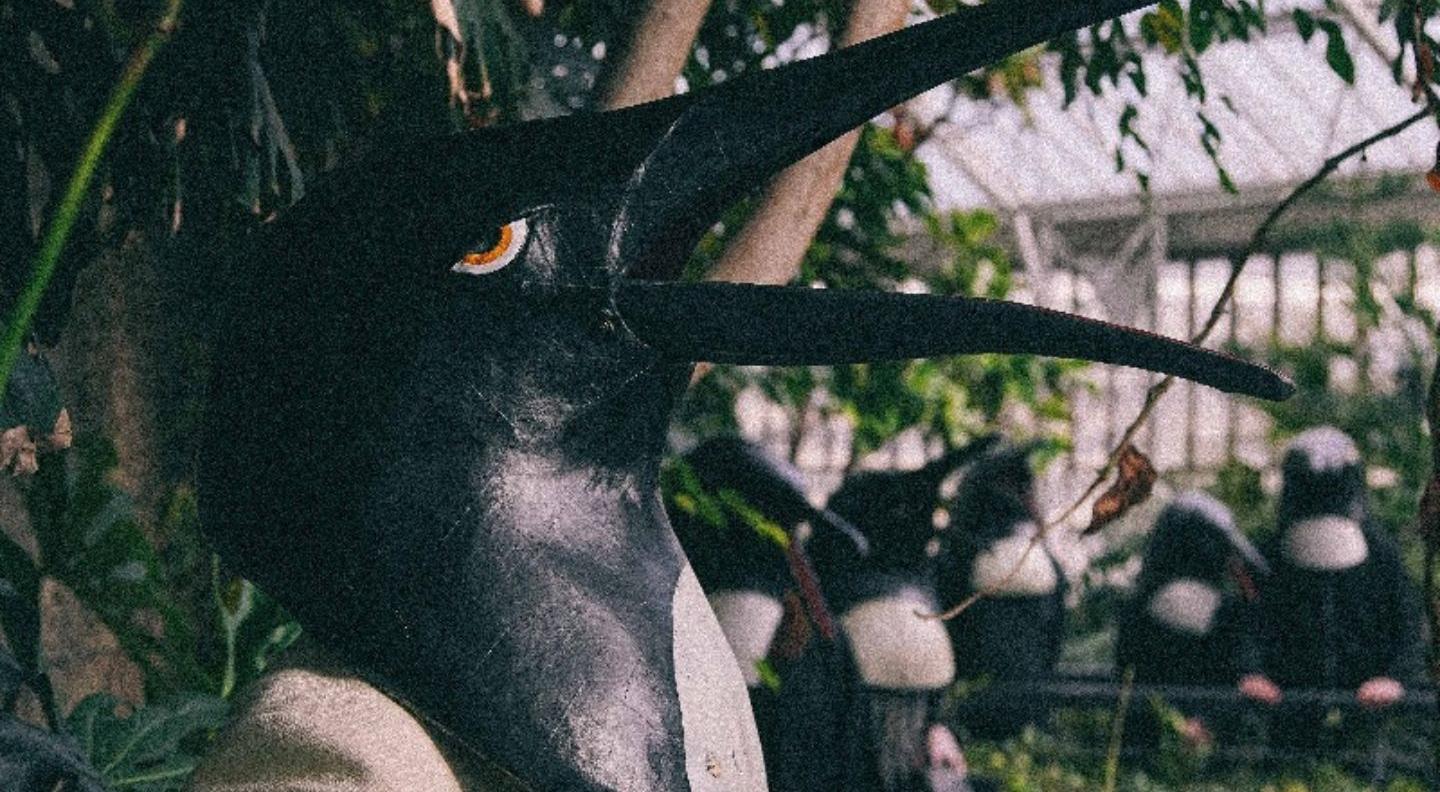 A man in a penguin mask with a long beak looks off to his left, against the background of a garden