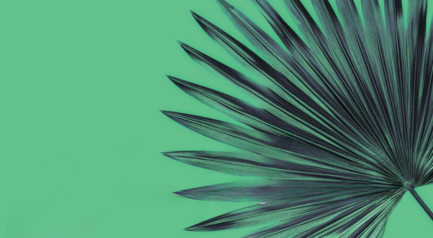 A palm leaf on a green background