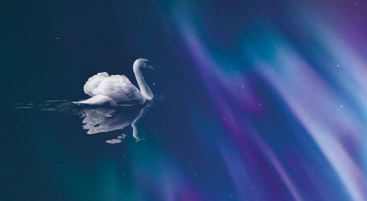 A swan on some calm water, with reflections of purple and blue northern lights