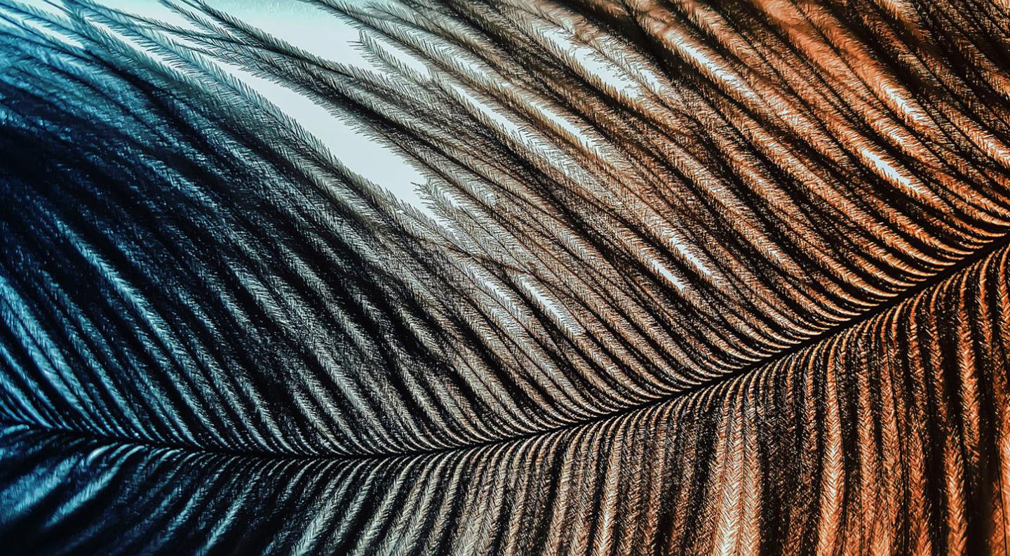 An abstract image showing the close up detail of a feather