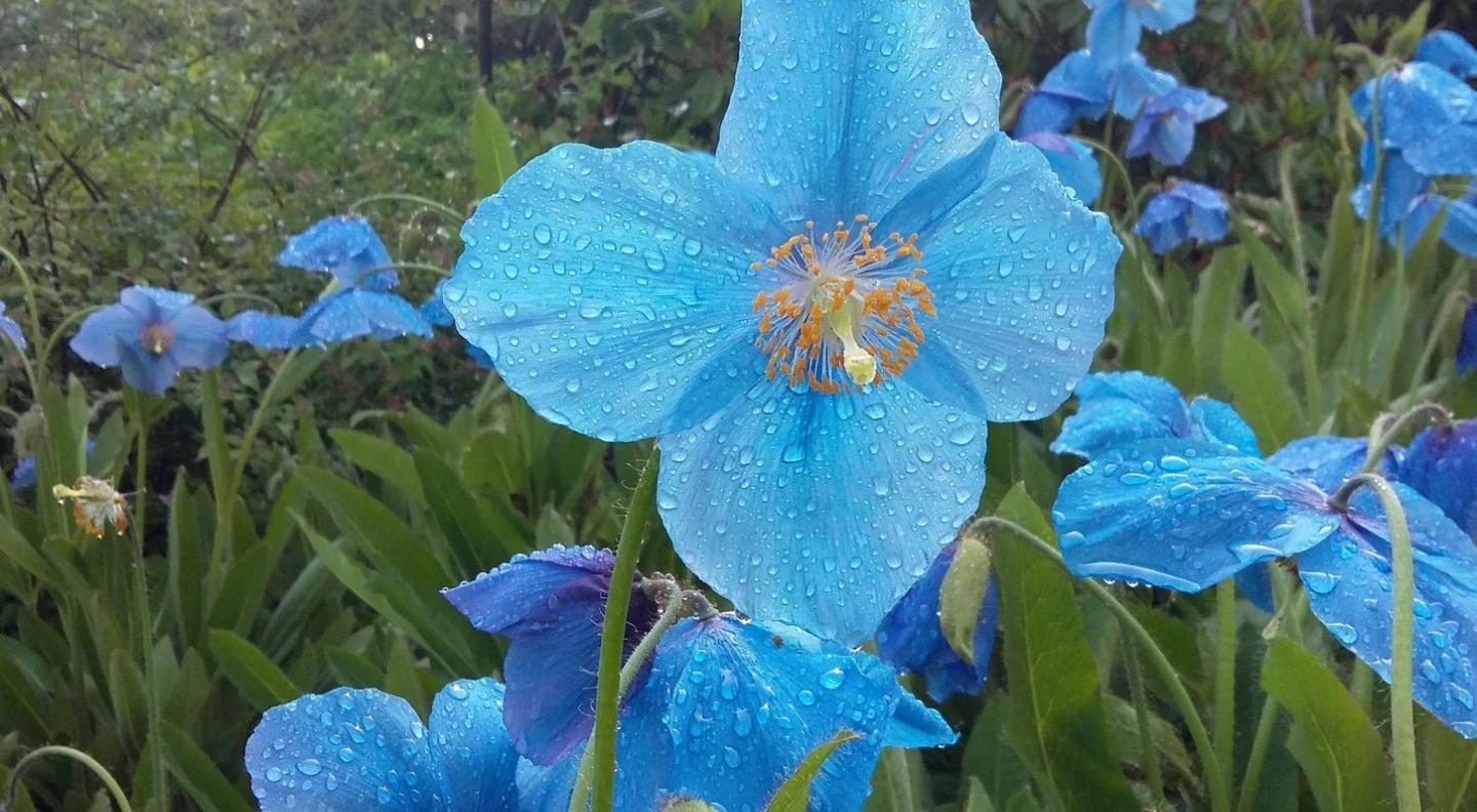 Nature S Voice Cancelled The Queen S Hall Each month we'll bring you features, interviews and news of birds and wildlife, from back gardens to the sumatran rainforest.