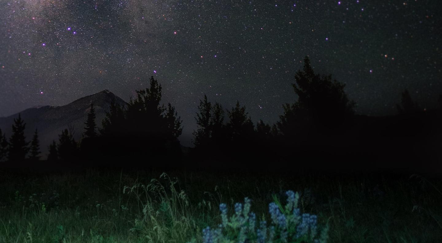 A dark illustration of a countryside scene on a starlit night