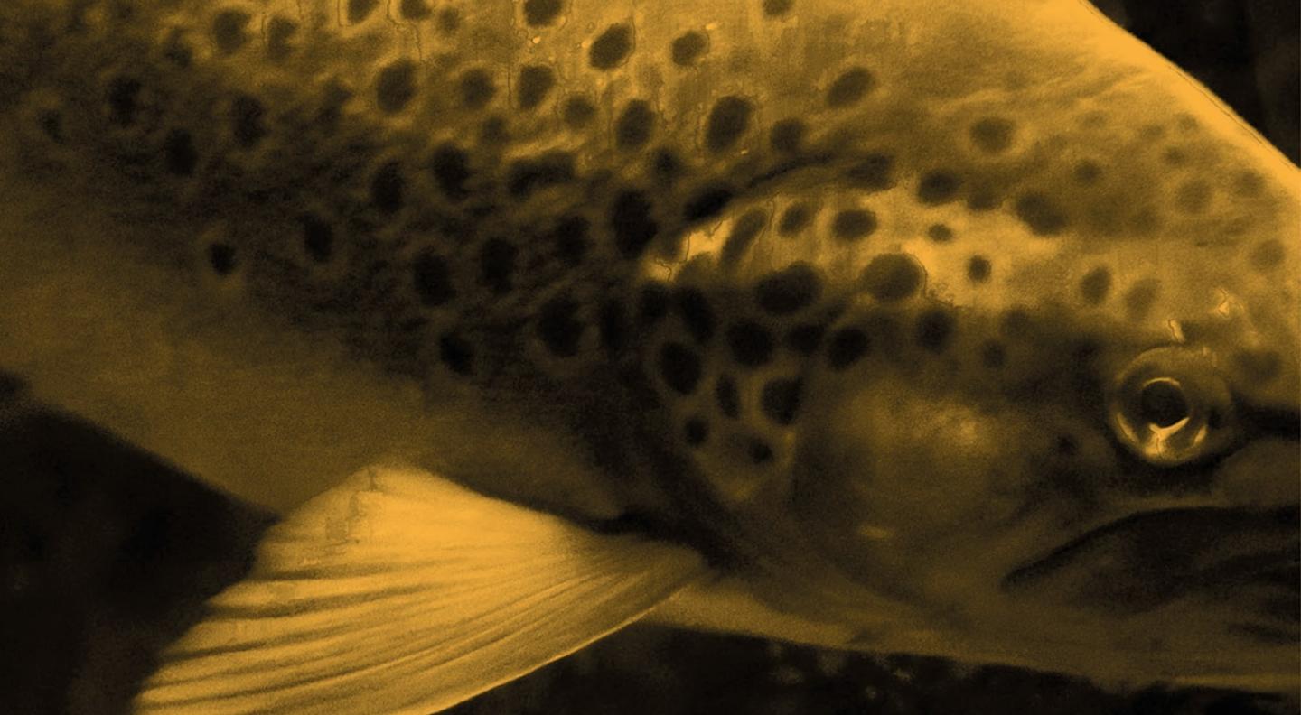 A sepia-toned close up of the mid section of a trout