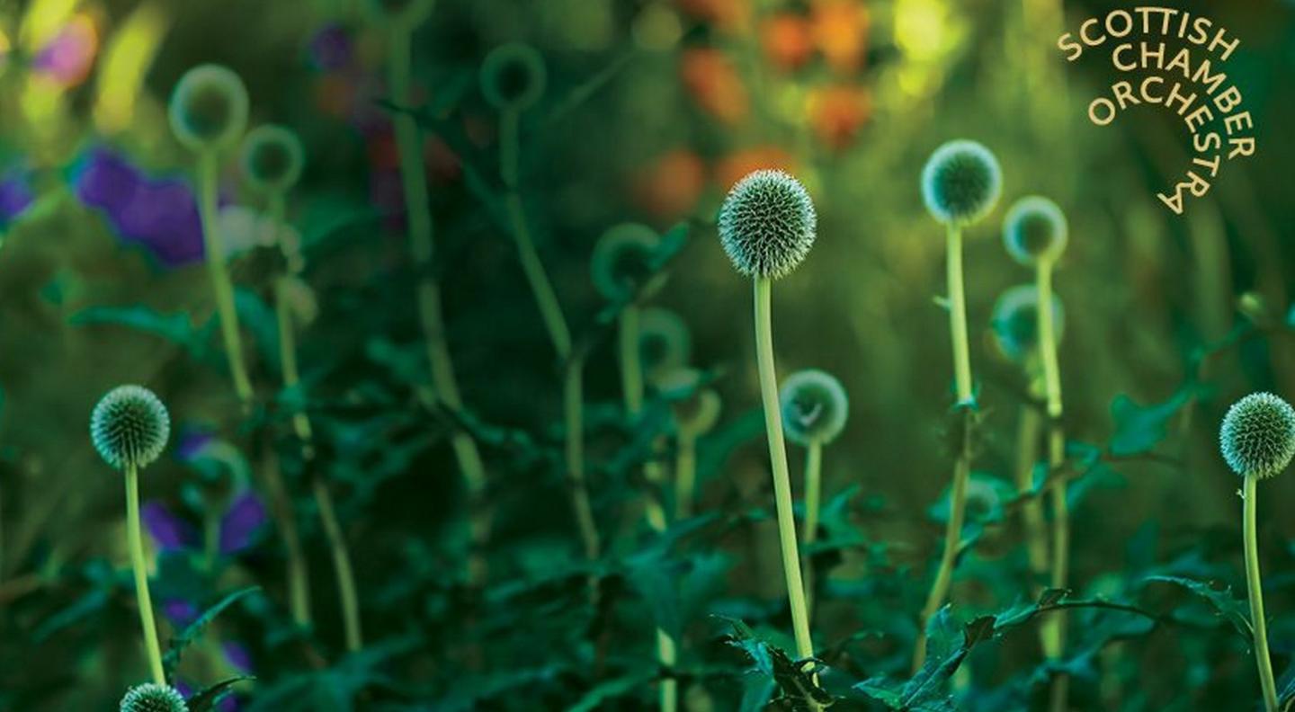 Thistles